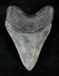 Serrated Megalodon Tooth - Georgia #20557-2